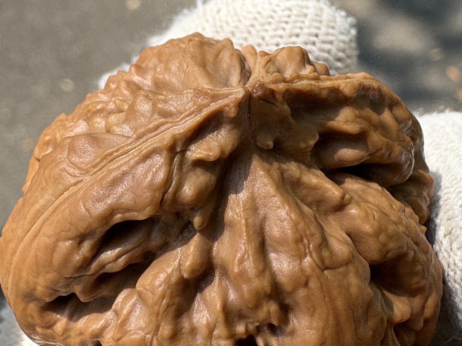Hand Massage ball Wenwan walnut T-rex Thick Ridge Ba Wang Long Qiu Zi