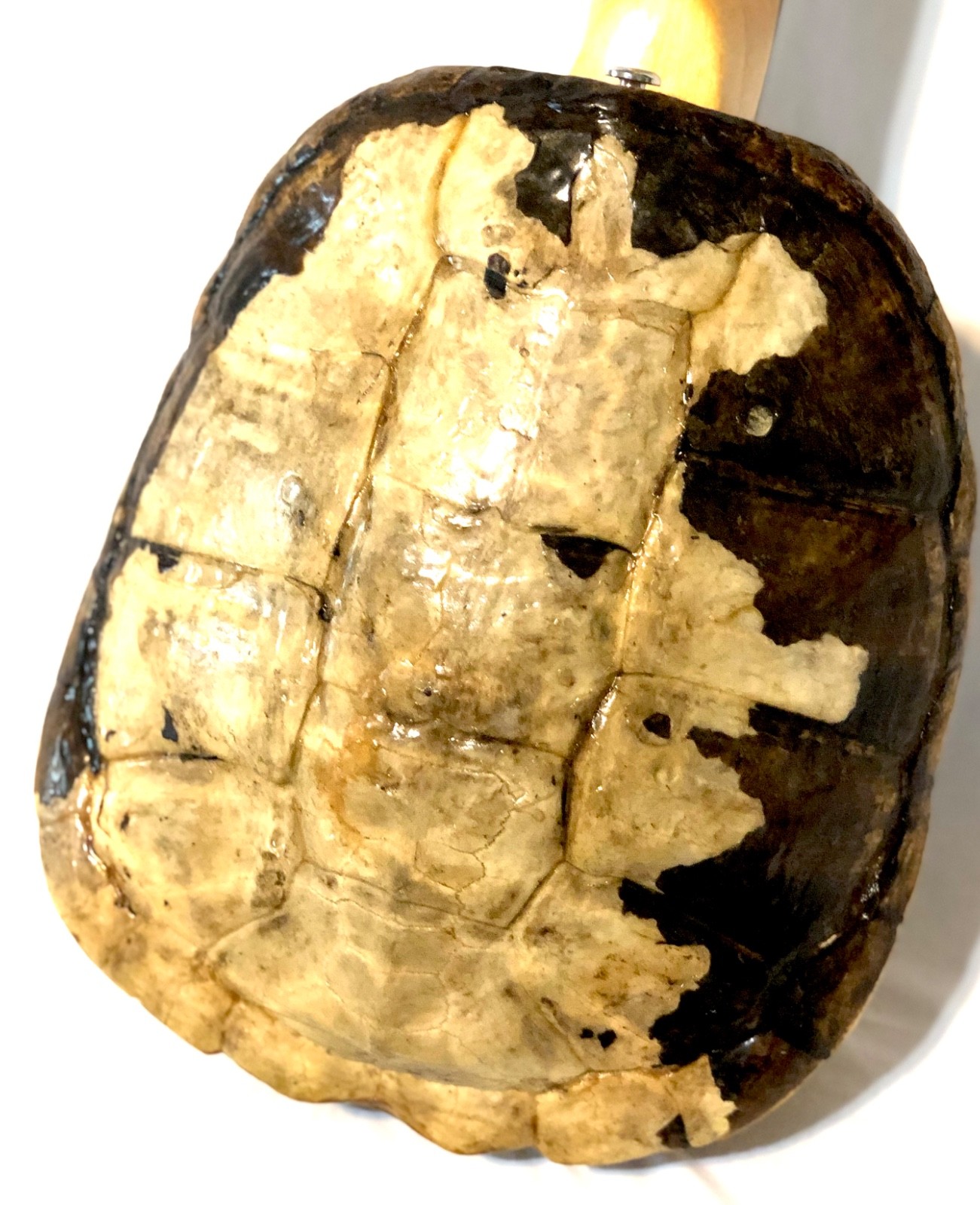 Turtle Shell Electric Guitar