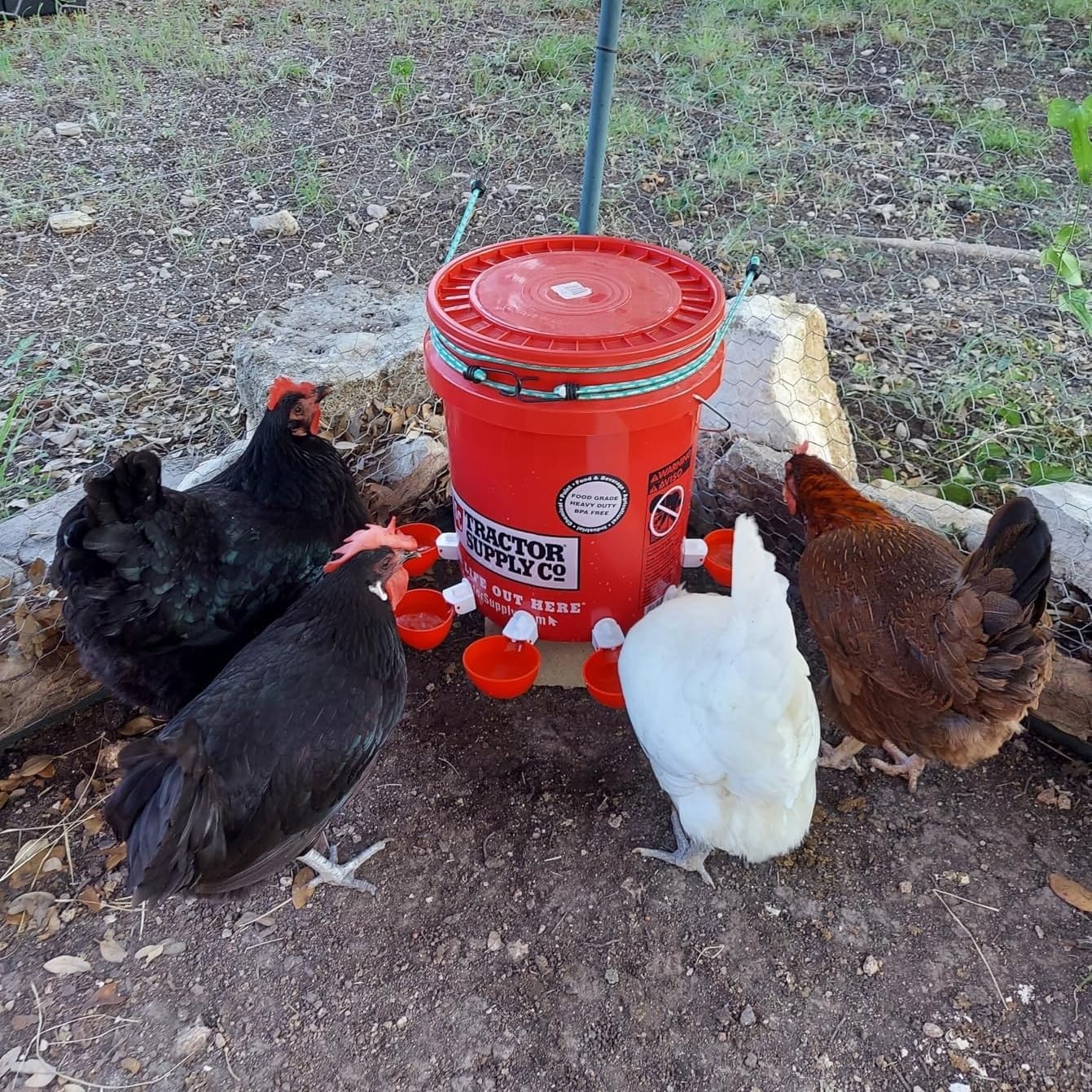 Chicken Waterer Cups, 12 Packs Poultry Water Feeder with Drill, Large Poultry…