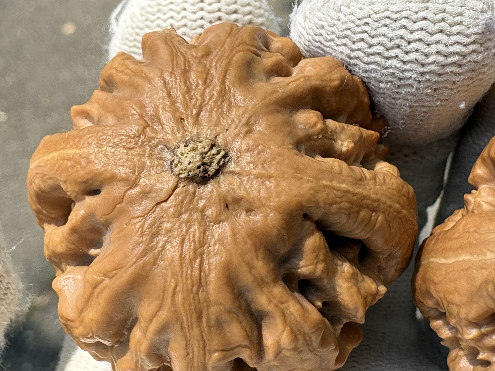 Hand Massage ball Wenwan walnut T-rex Thick Ridge Ba Wang Long Qiu Zi