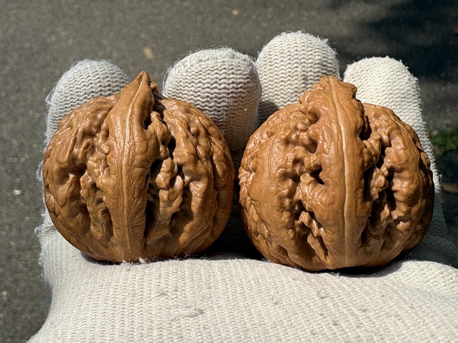 Hand Massage ball Wenwan walnut T-rex Thick Ridge Ba Wang Long Qiu Zi