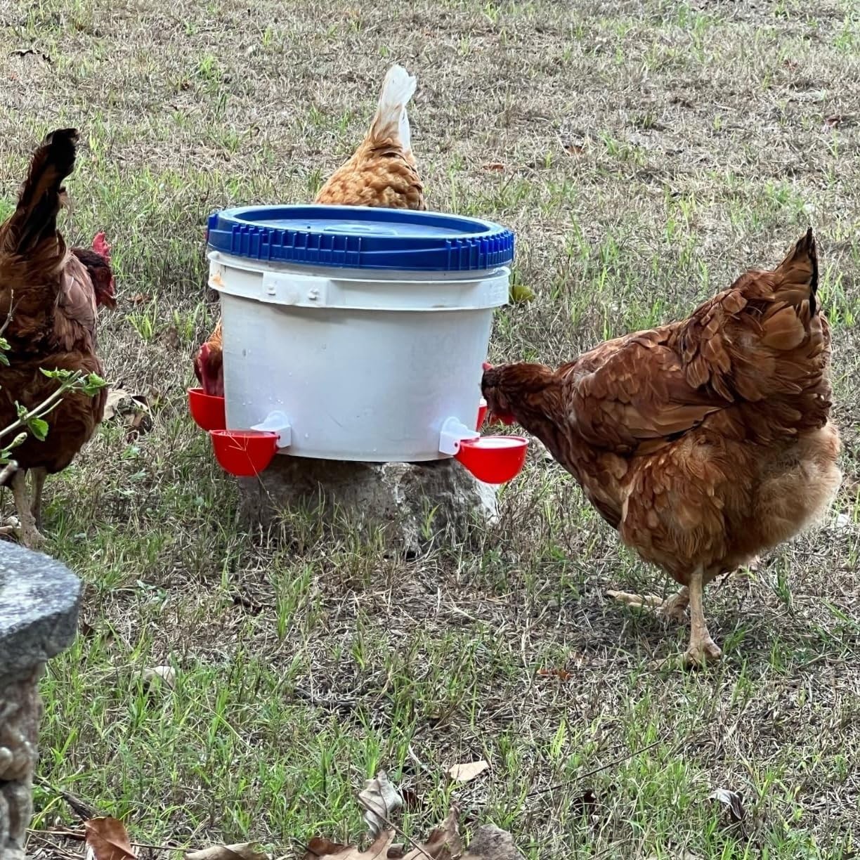 Chicken Waterer Cups, 12 Packs Poultry Water Feeder with Drill, Large Poultry…