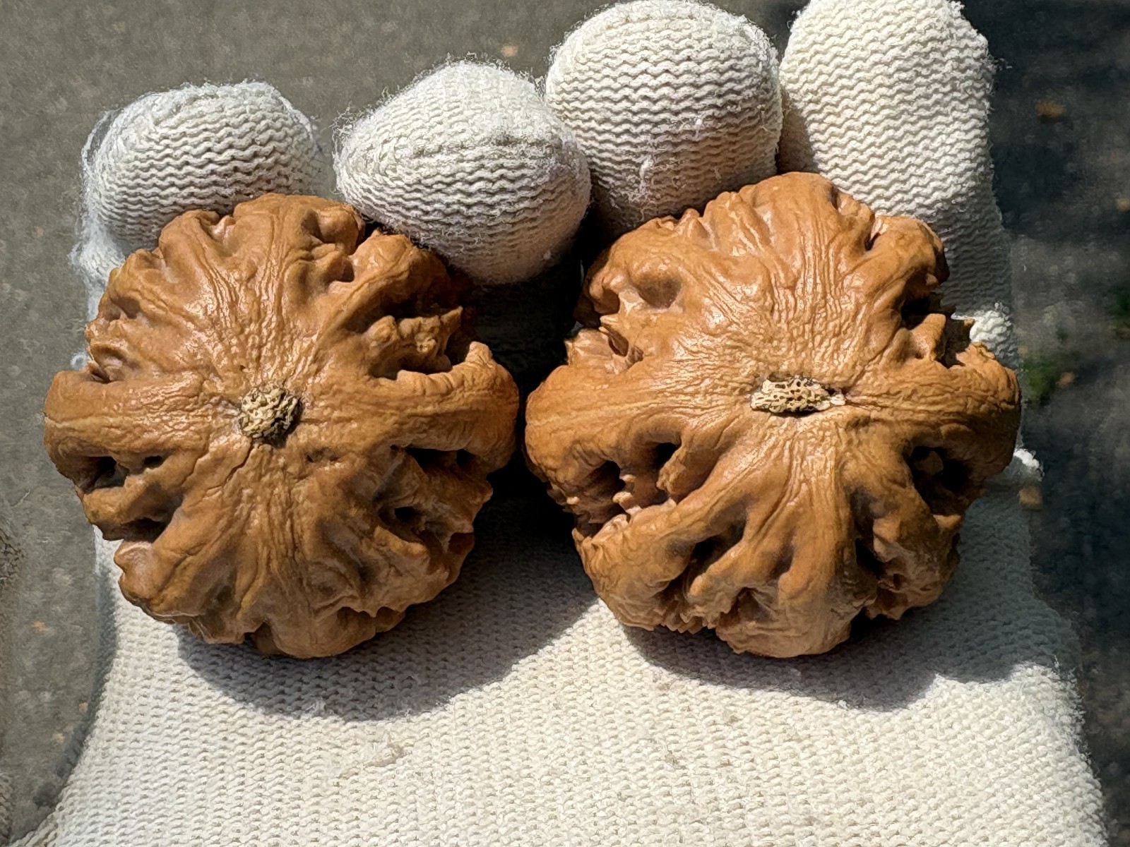 Hand Massage ball Wenwan walnut T-rex Thick Ridge Ba Wang Long Qiu Zi