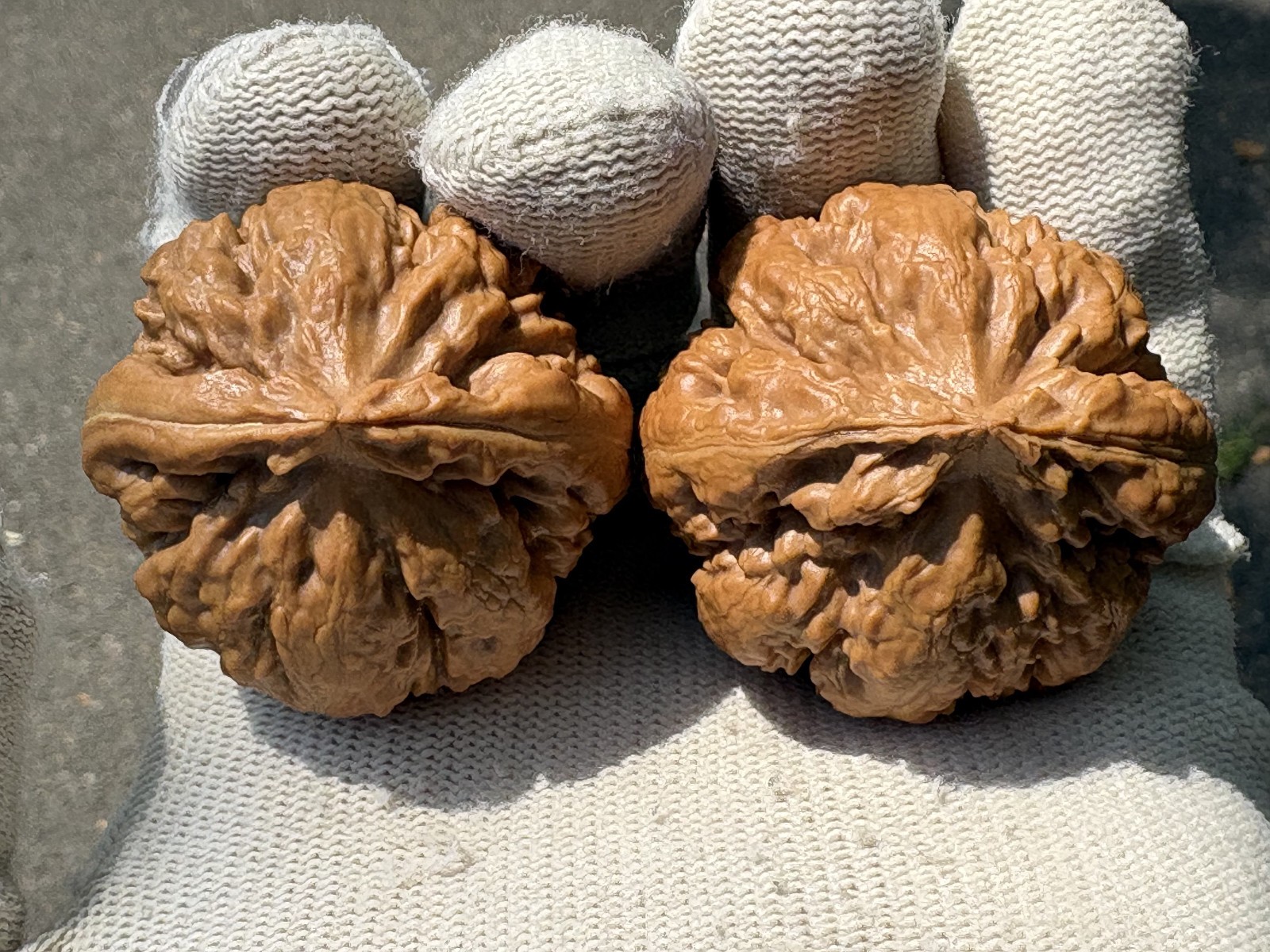 Hand Massage ball Wenwan walnut T-rex Thick Ridge Ba Wang Long Qiu Zi
