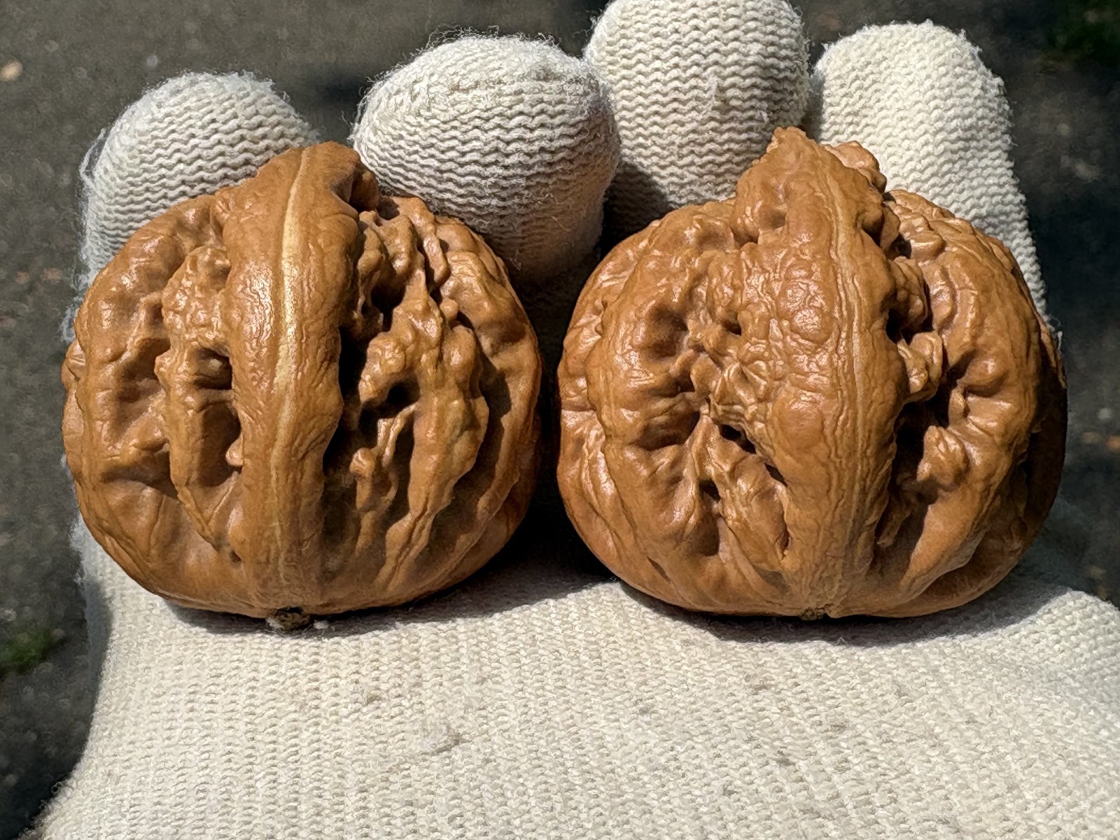 Hand Massage ball Wenwan walnut T-rex Thick Ridge Ba Wang Long Qiu Zi