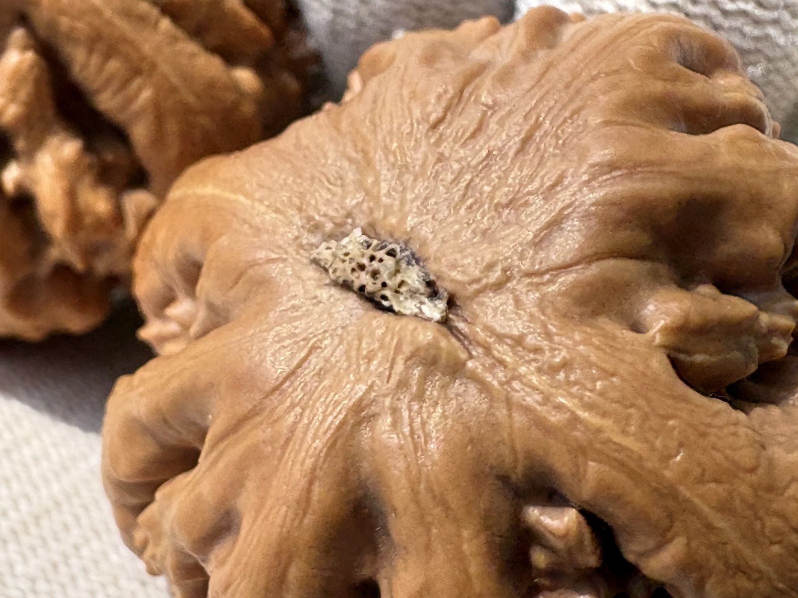 Hand Massage ball Wenwan walnut T-rex Thick Ridge Ba Wang Long Qiu Zi