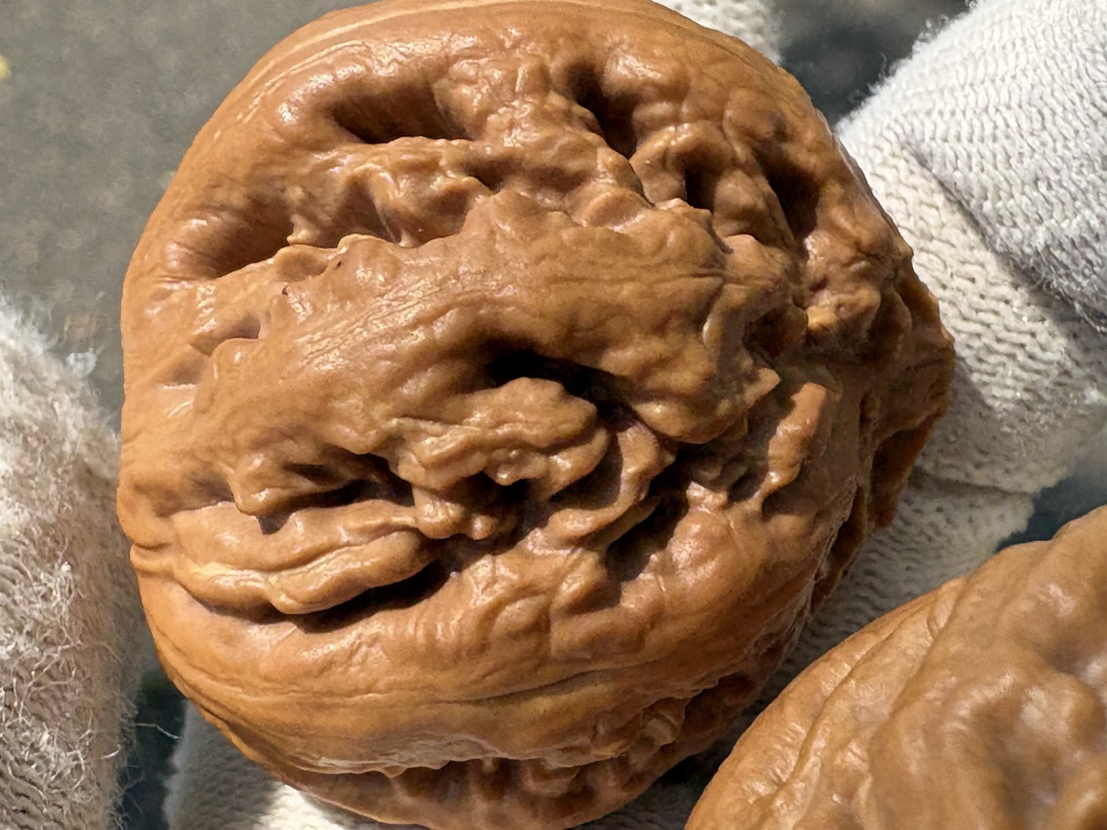 Hand Massage ball Wenwan walnut T-rex Thick Ridge Ba Wang Long Qiu Zi