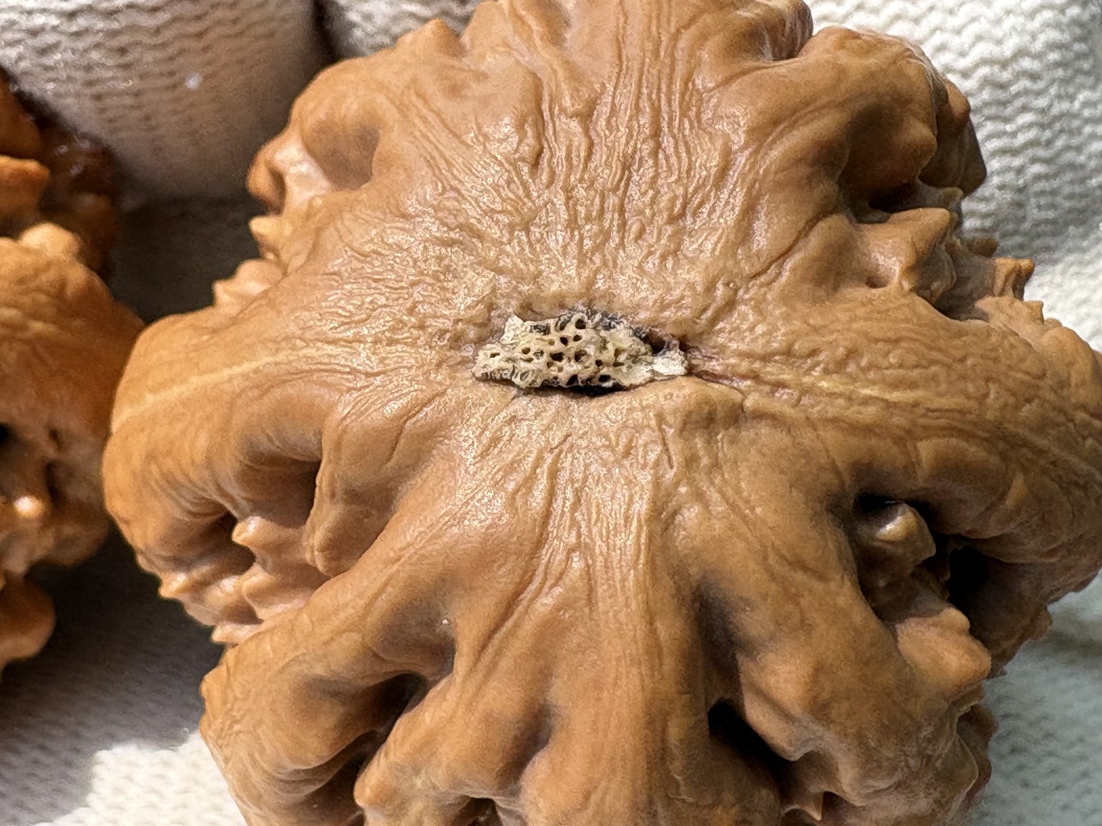Hand Massage ball Wenwan walnut T-rex Thick Ridge Ba Wang Long Qiu Zi
