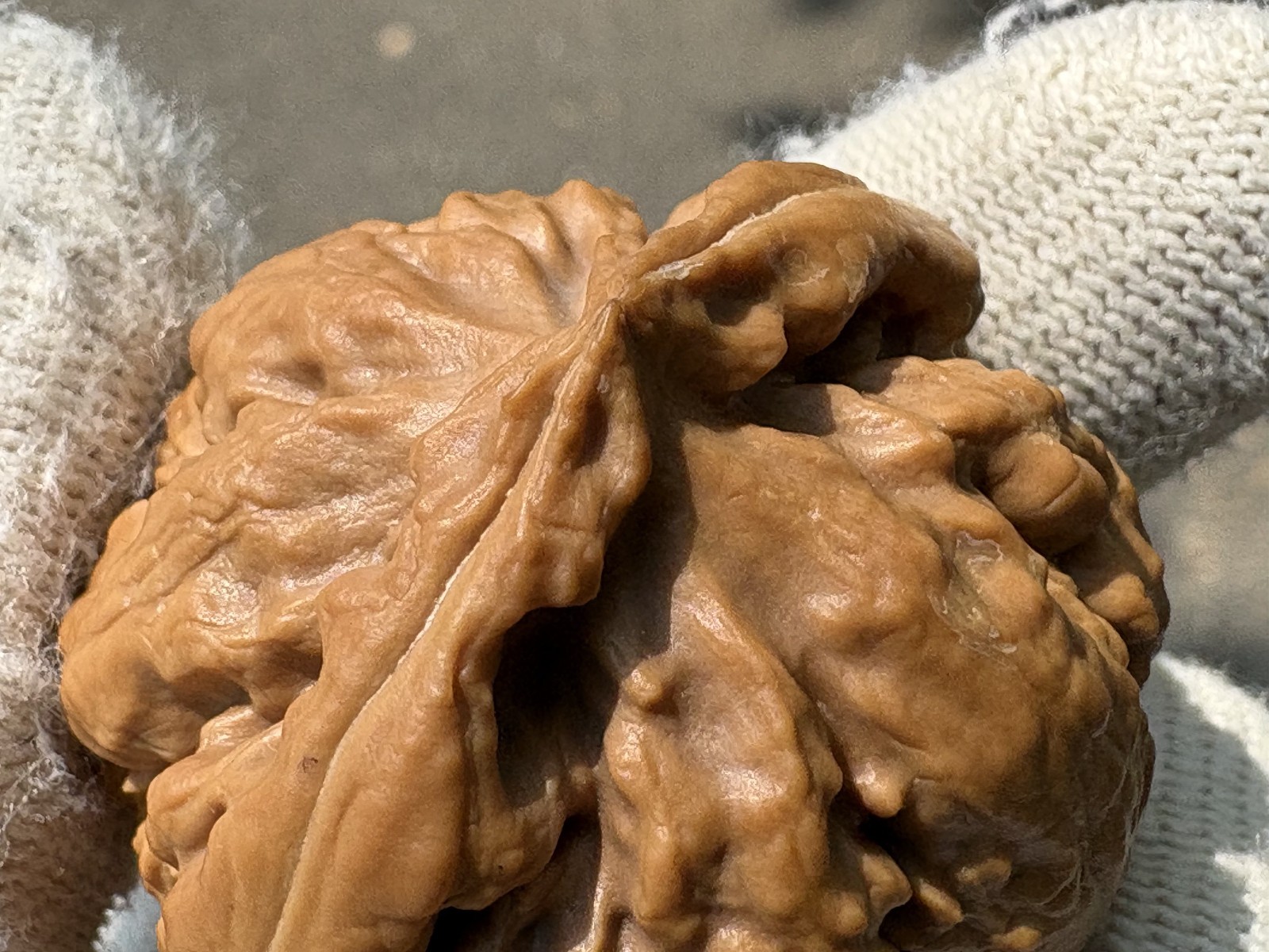 Hand Massage ball Wenwan walnut T-rex Thick Ridge Ba Wang Long Qiu Zi