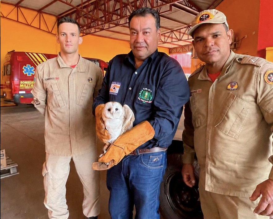 B6EF6B62-346C-40EA-8774-21C0EF8EABF2 Coruja-suindara recebe cuidados após resgate realizado por equipes de Sidrolândia