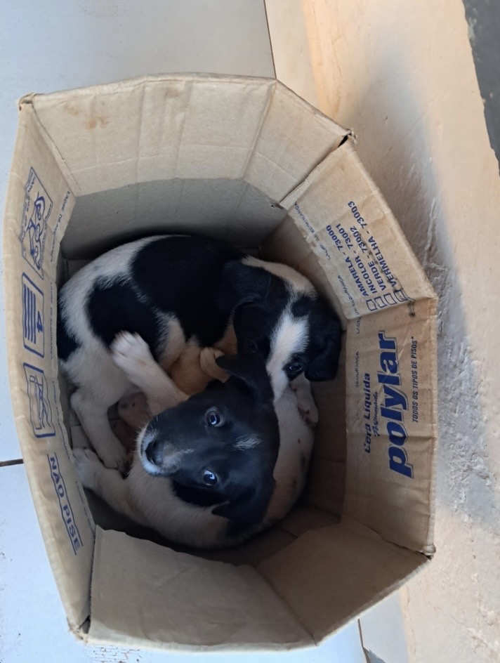 IMG_4418 🚨 Abandono de animais em Sidrolândia